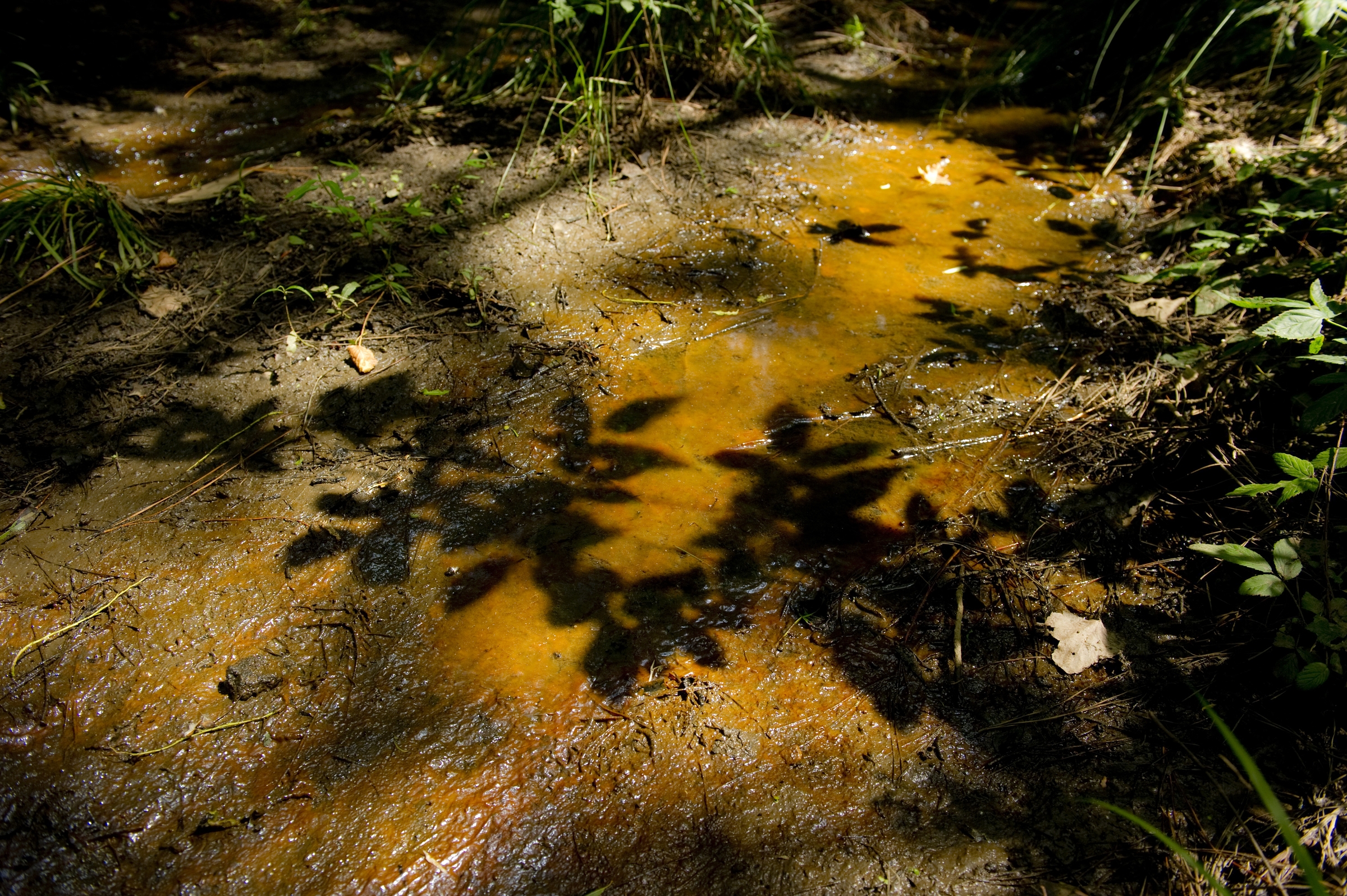This puddle marks the birthplace of Little Sugar Creek. Photo: Nancy Pierce