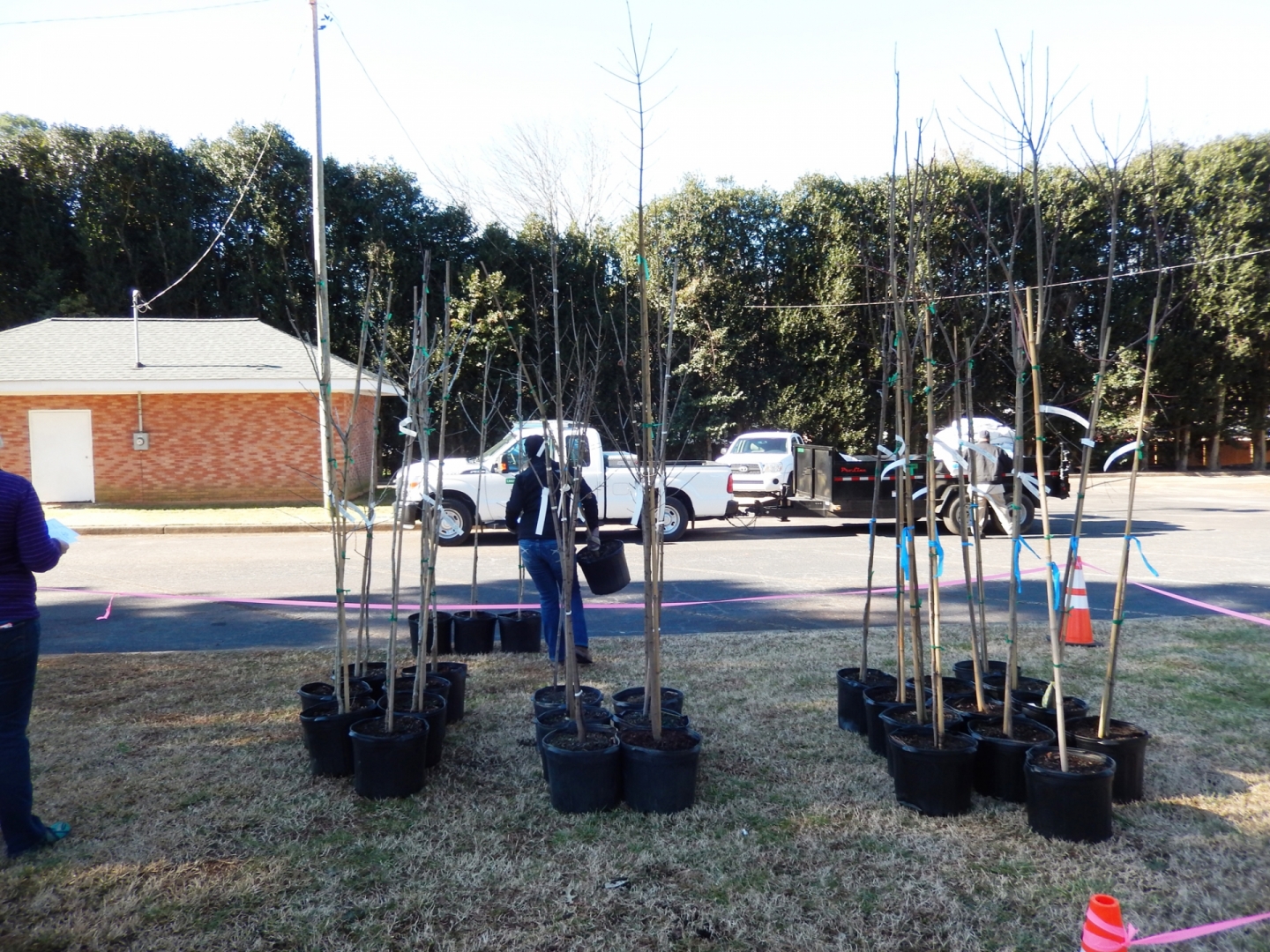 Small trees await planting in the Eastway Park-Sheffield neighborhood, a project in collaboration with TreesCharlotte. Photo: Mae Israel