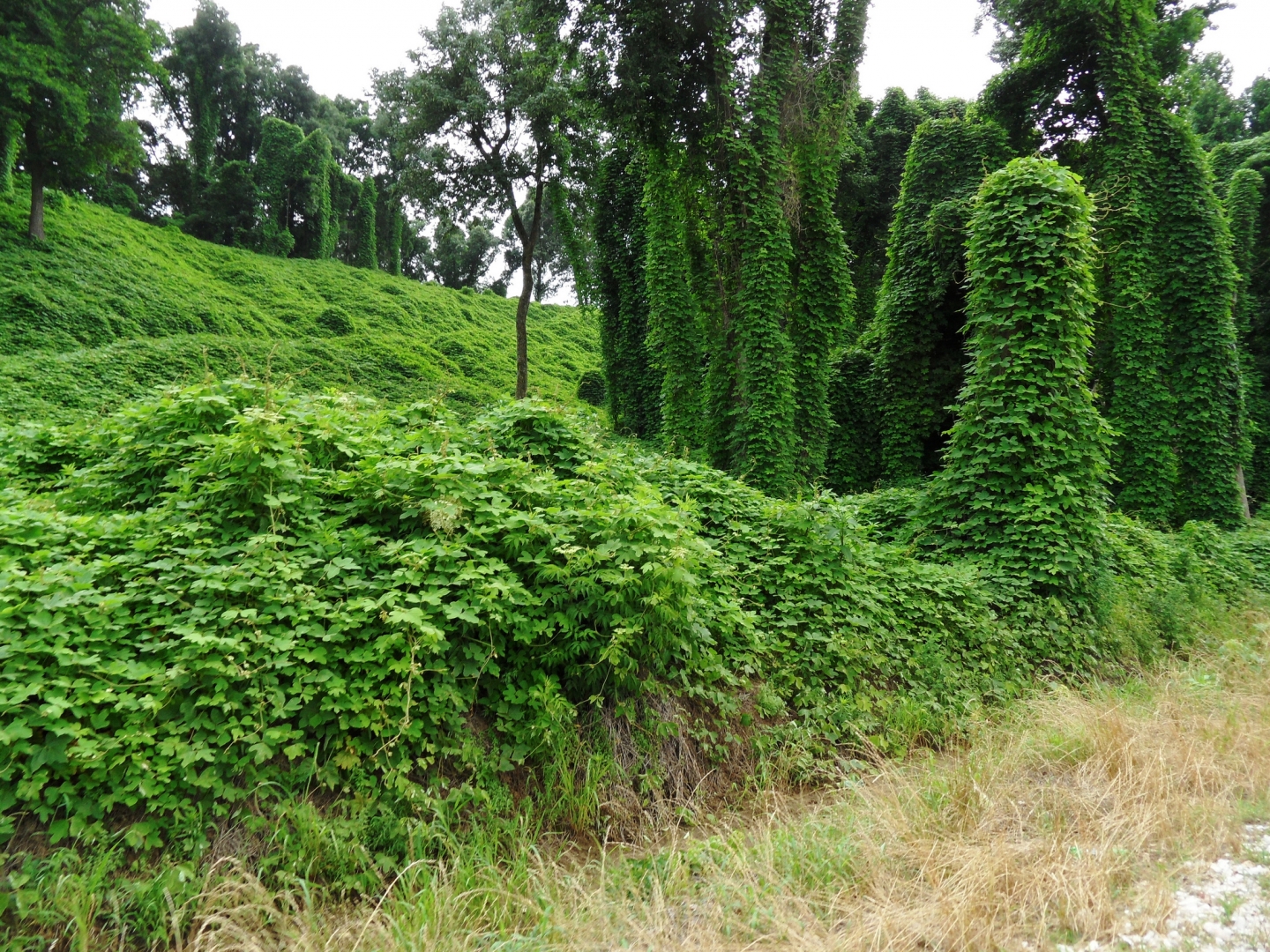 Kudzu shrouds trees and the landscape in this photo. Photo by Ken Ratcliff