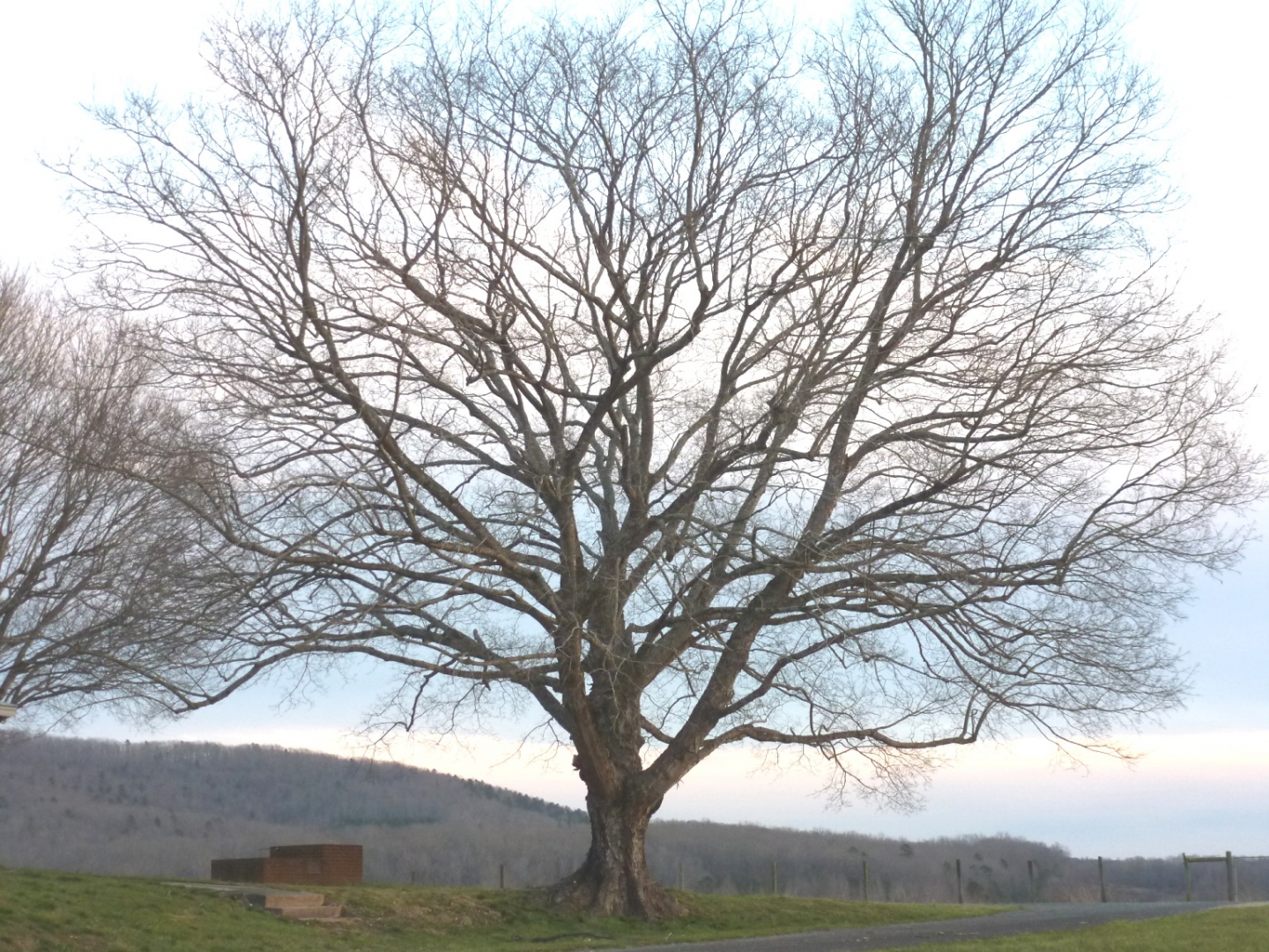 Mature maple with spreading canopy. Photo: Ruth Ann Grissom