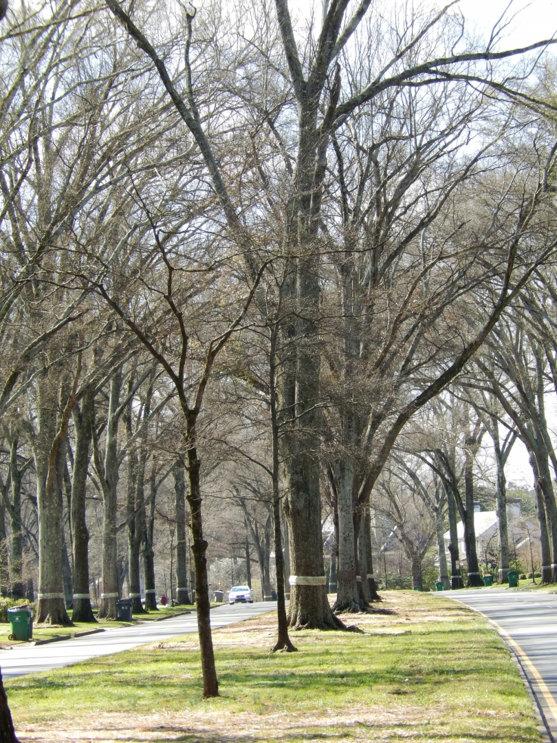 Willow oaks along Queens Road create a cathedral-like effect. Photo: Mae Israel