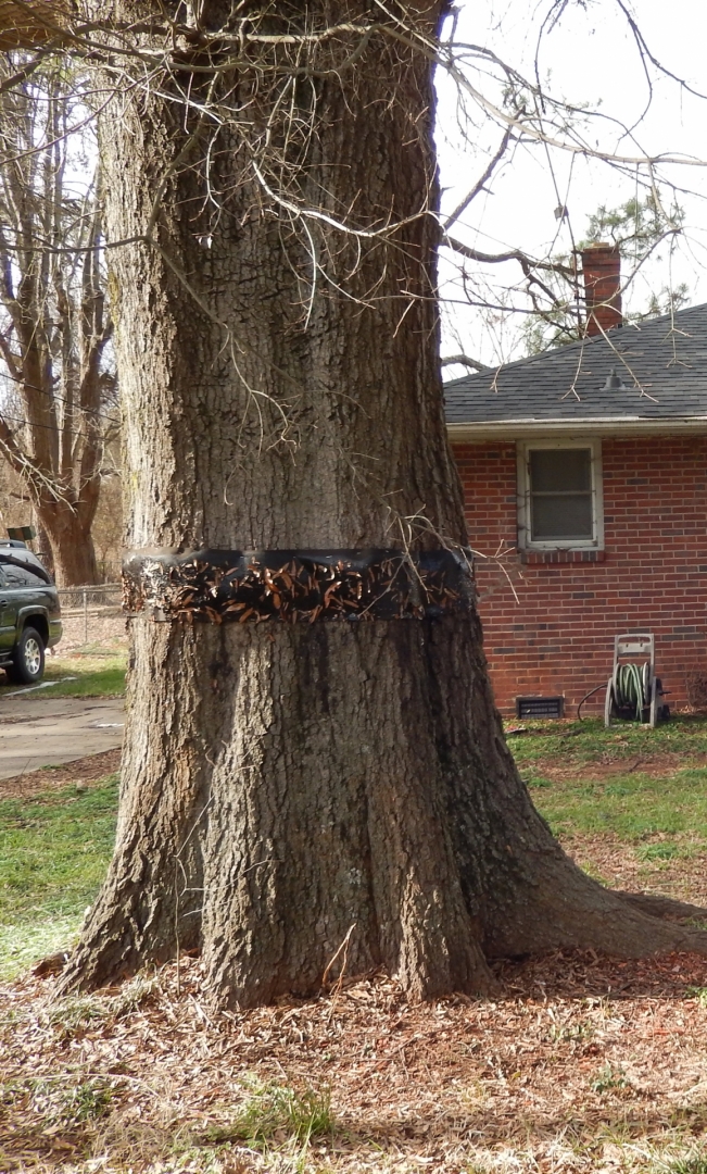 Black bands with a sticky substance are used across the city in wintertime to help reduce the cankerworm infestation. Photo: Mae Israel