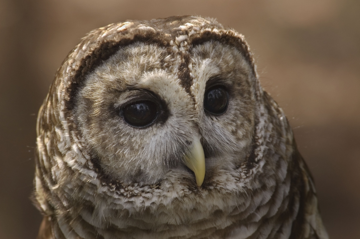 This barred owl, named BobO, was taken to the Carolina Raptor center in 1999 after being hit by a car. She is now blind but is still part of the center's education team. Photo: Karen Kelley, courtesy Carolina Raptor Center 